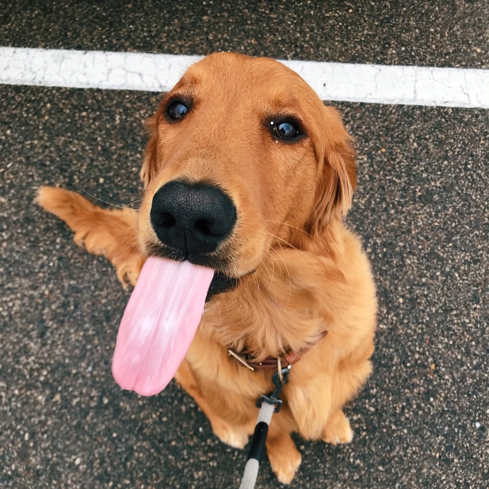 Meet your Posher, Jared